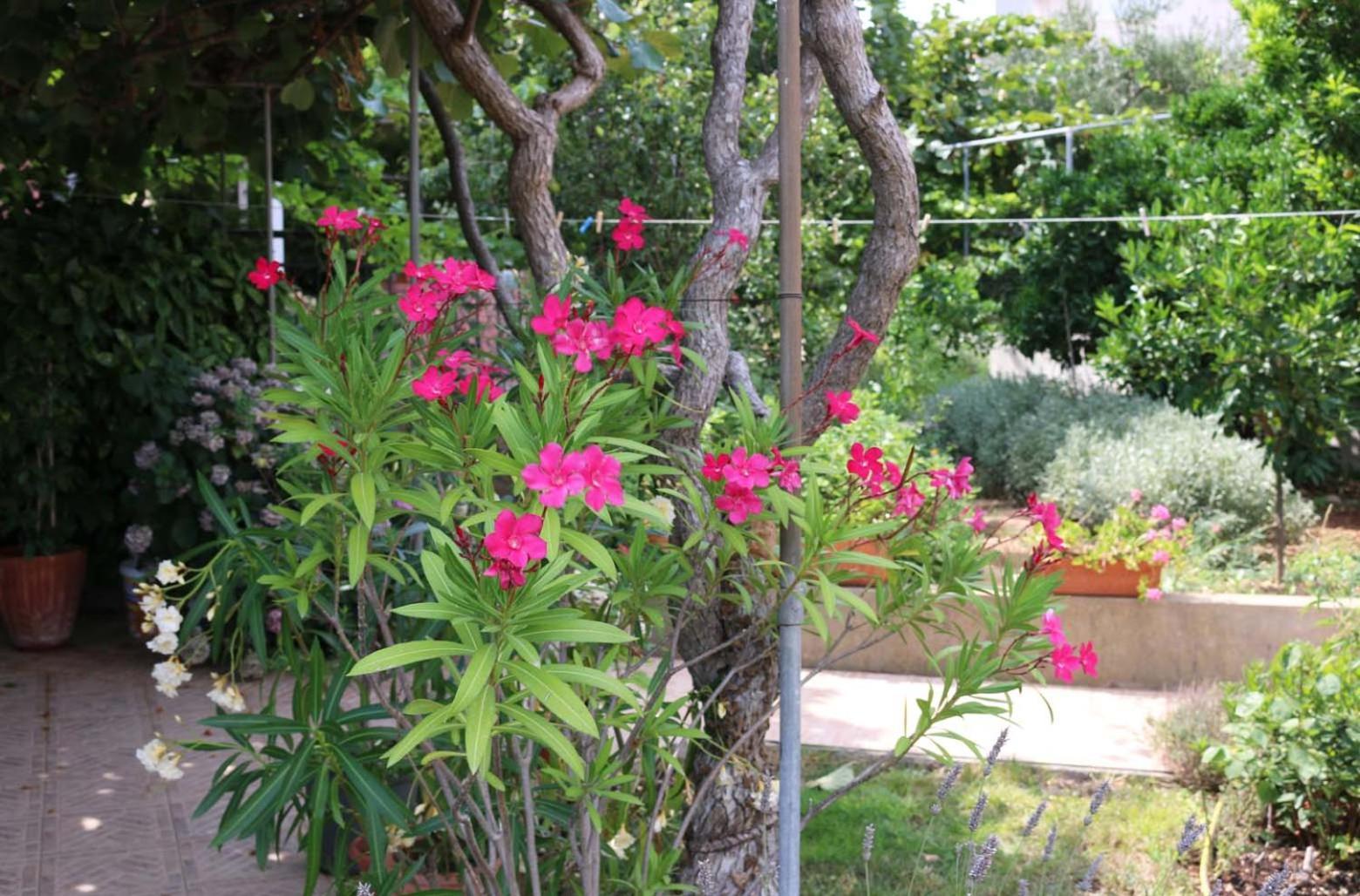 Villa Katarina Losinj Island Mali Losinj Ngoại thất bức ảnh