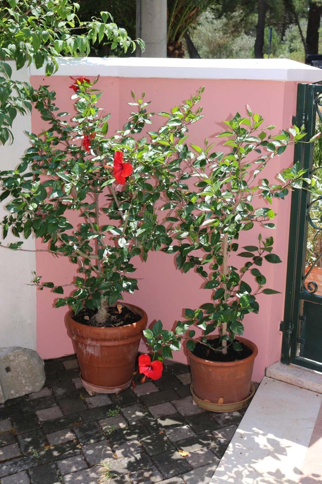 Villa Katarina Losinj Island Mali Losinj Ngoại thất bức ảnh